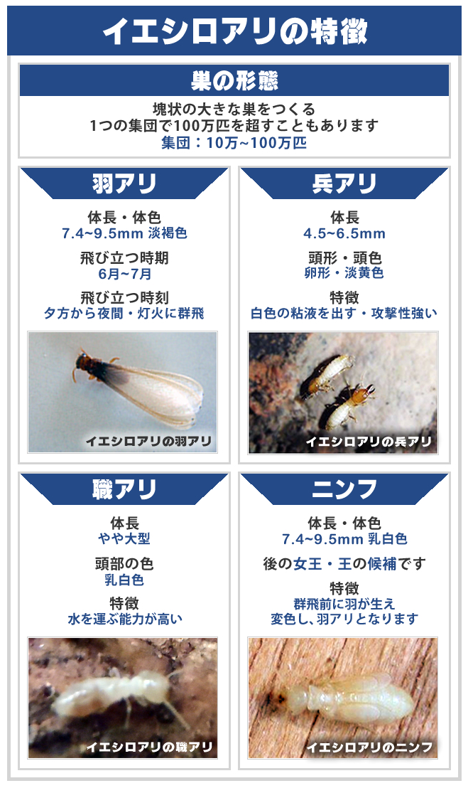 イエシロアリの特徴