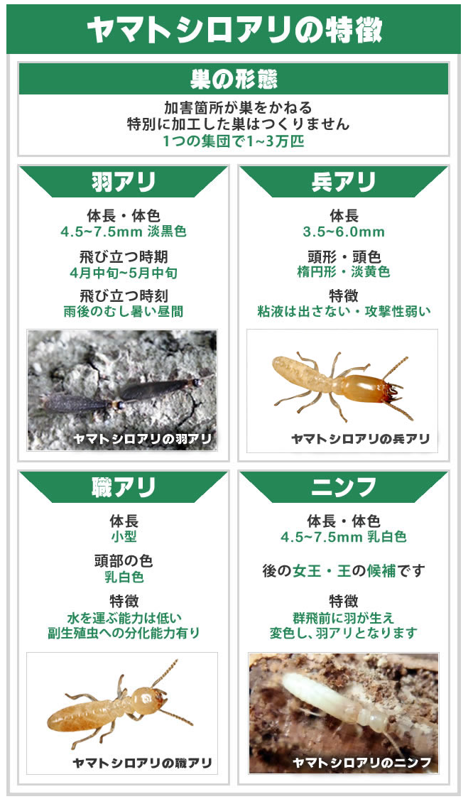 ヤマトシロアリの特徴