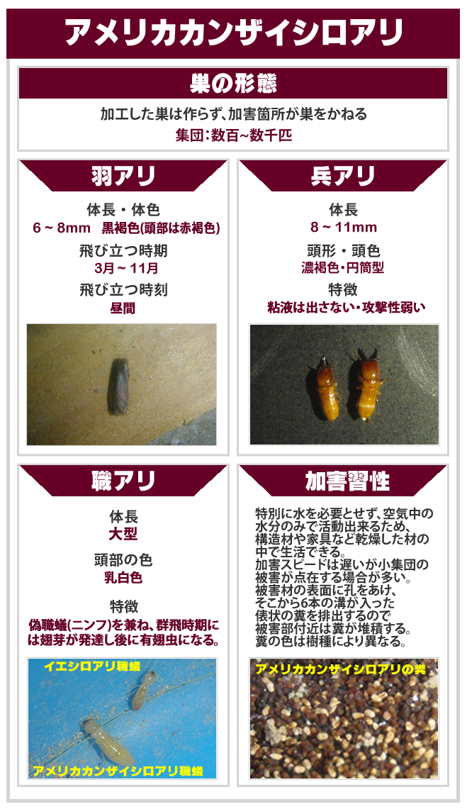 アメリカカンザイシロアリ