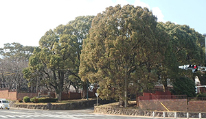 佐世保市｜海上自衛隊佐世保地方総監部